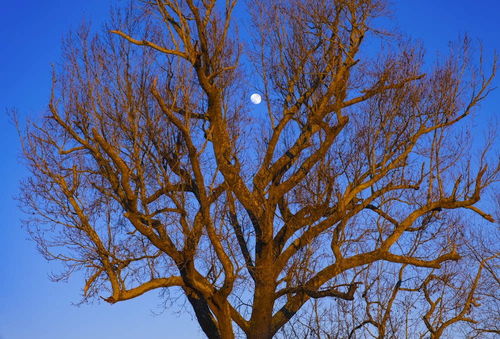 bare tree under full moon