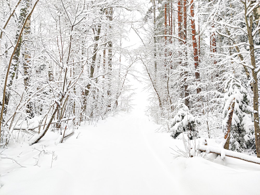 a snow covered path through a forest with lots of trees