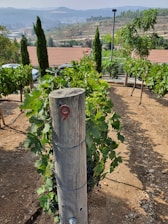 A vineyard with rows of grapevines growing along wooden stakes in a hilly landscape. A number nine sign is fixed on a post in the foreground. In the background, there are rolling hills, trees, and a building with a terracotta roof. The atmosphere is sunny and clear, with the grapevines full and lush.
