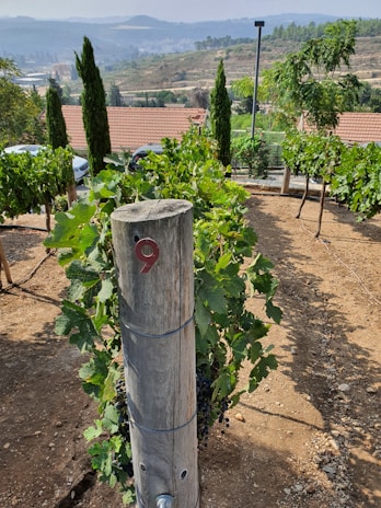 A vineyard with rows of grapevines growing along wooden stakes in a hilly landscape. A number nine sign is fixed on a post in the foreground. In the background, there are rolling hills, trees, and a building with a terracotta roof. The atmosphere is sunny and clear, with the grapevines full and lush.