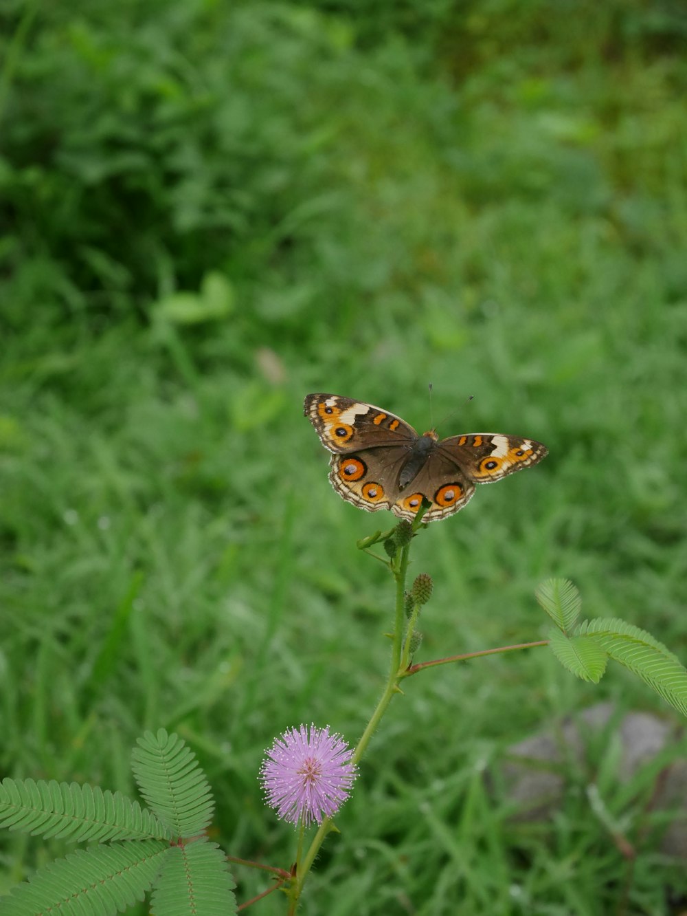 brown and black butterfly on purple flower