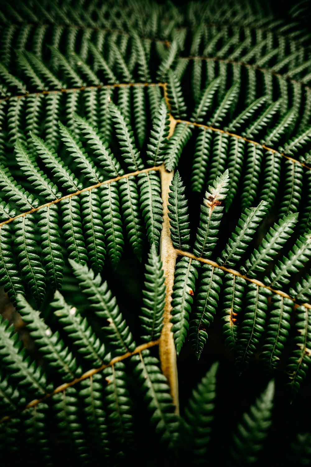 green fern plant in close up photography