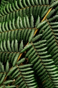 green and brown pine tree