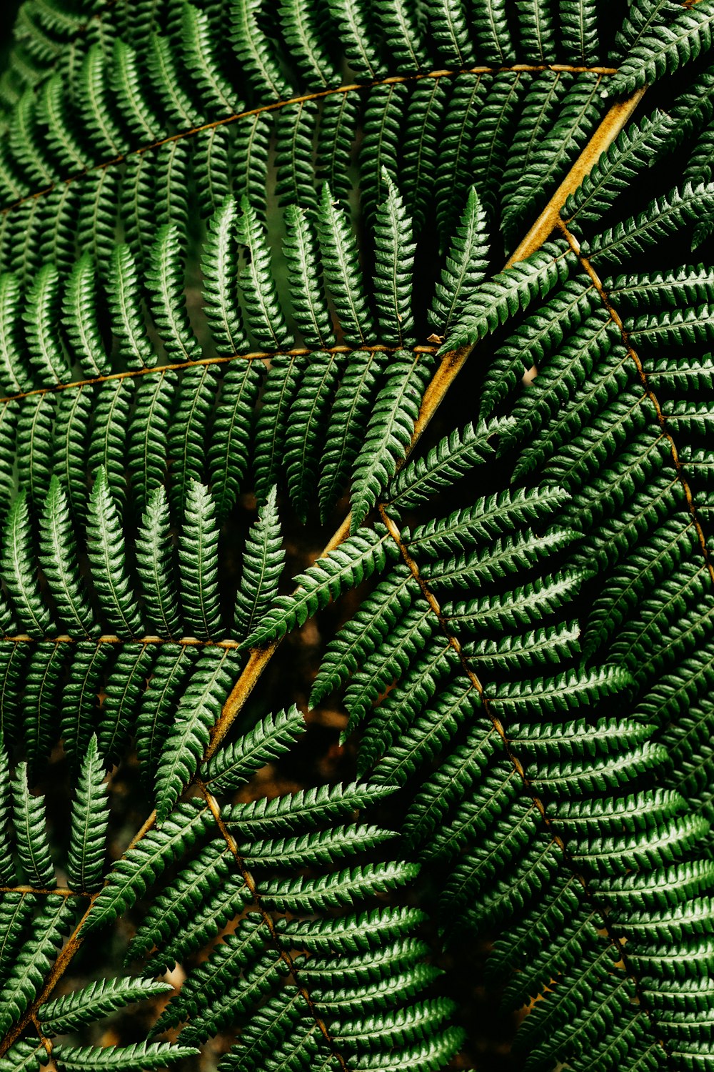 green and brown pine tree