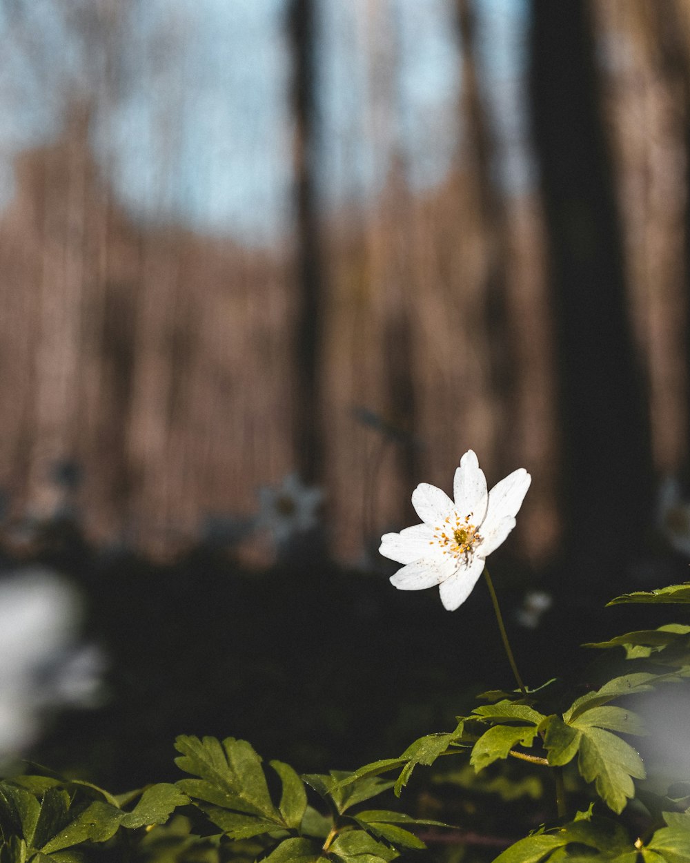 white flower in tilt shift lens