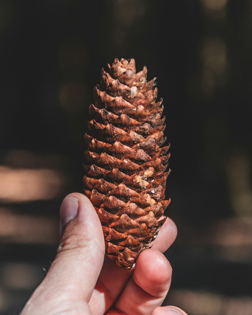 person holding brown pine cone