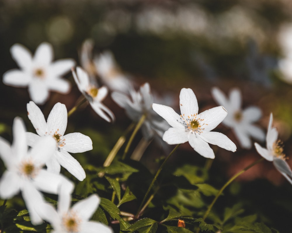 white 5 petaled flower in bloom