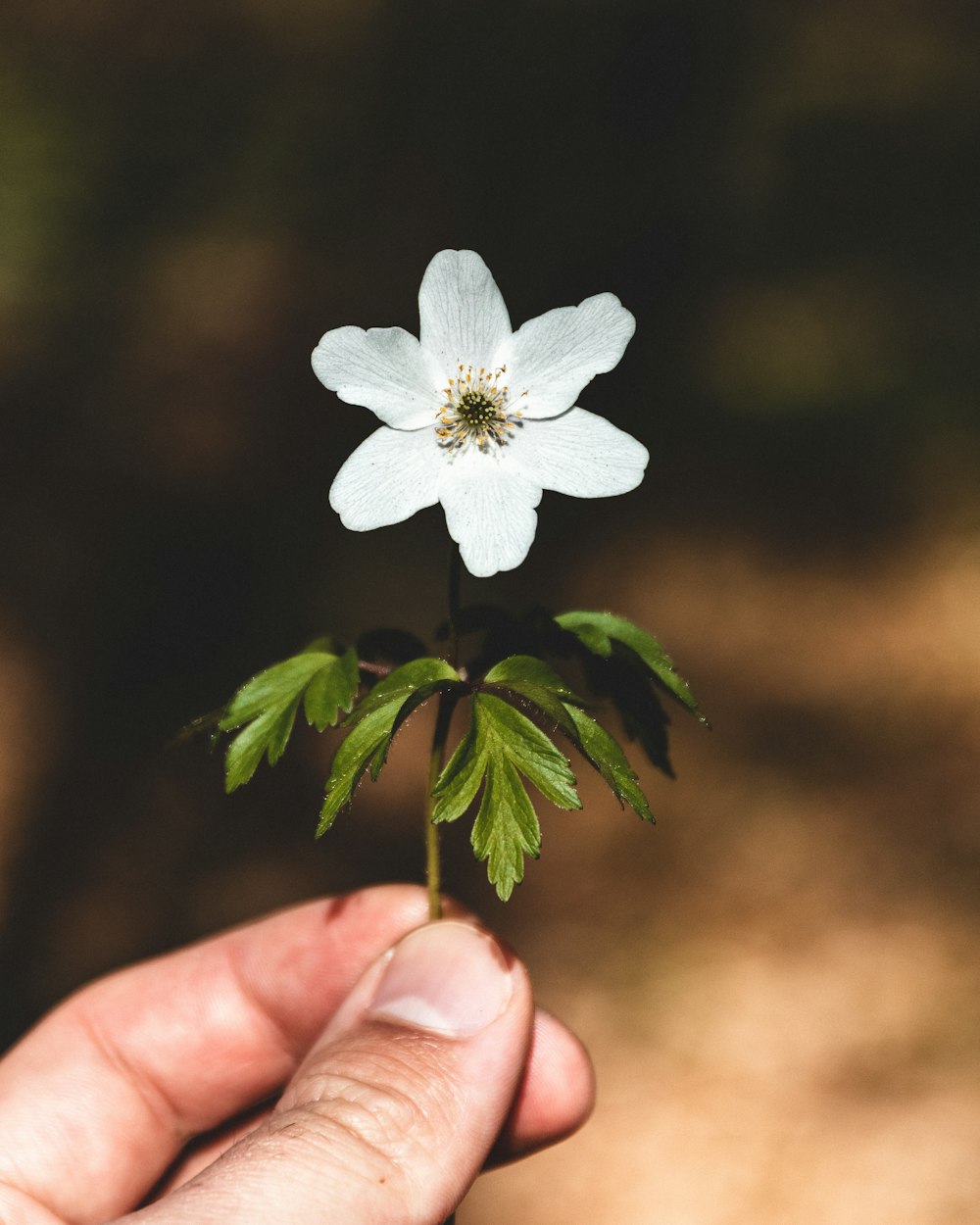 white flower in tilt shift lens