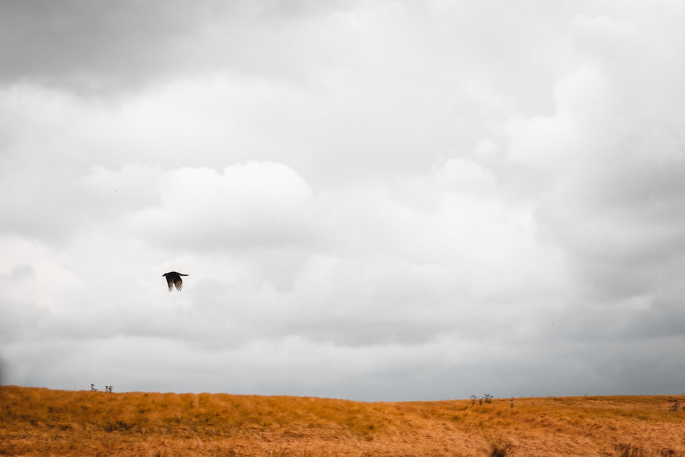 black bird flying over brown field under white clouds during daytime