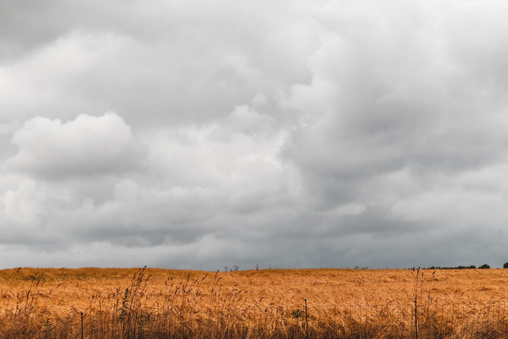 brown grass field under white clouds