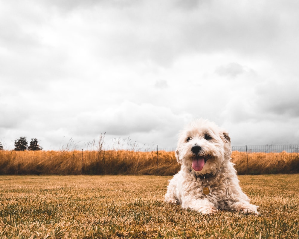 white long coated small dog on brown grass field under white clouds during daytime