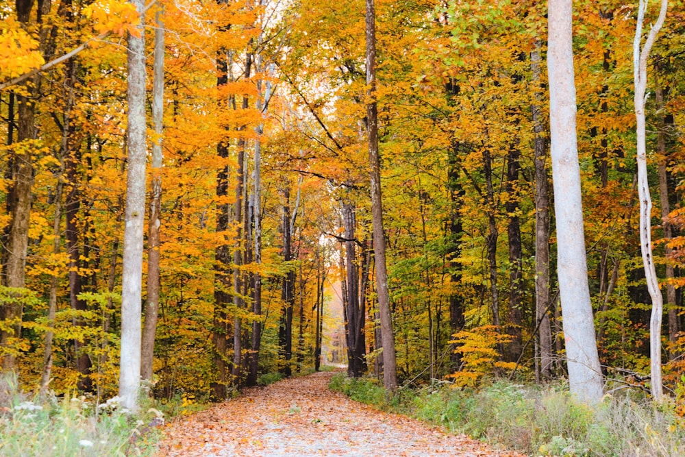 brown trees on brown dirt road