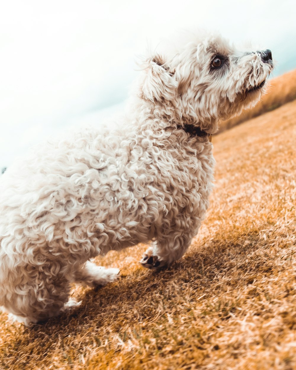 white long coat small dog on brown carpet