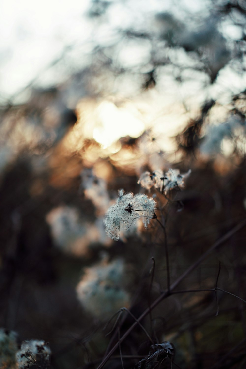 white flower in tilt shift lens