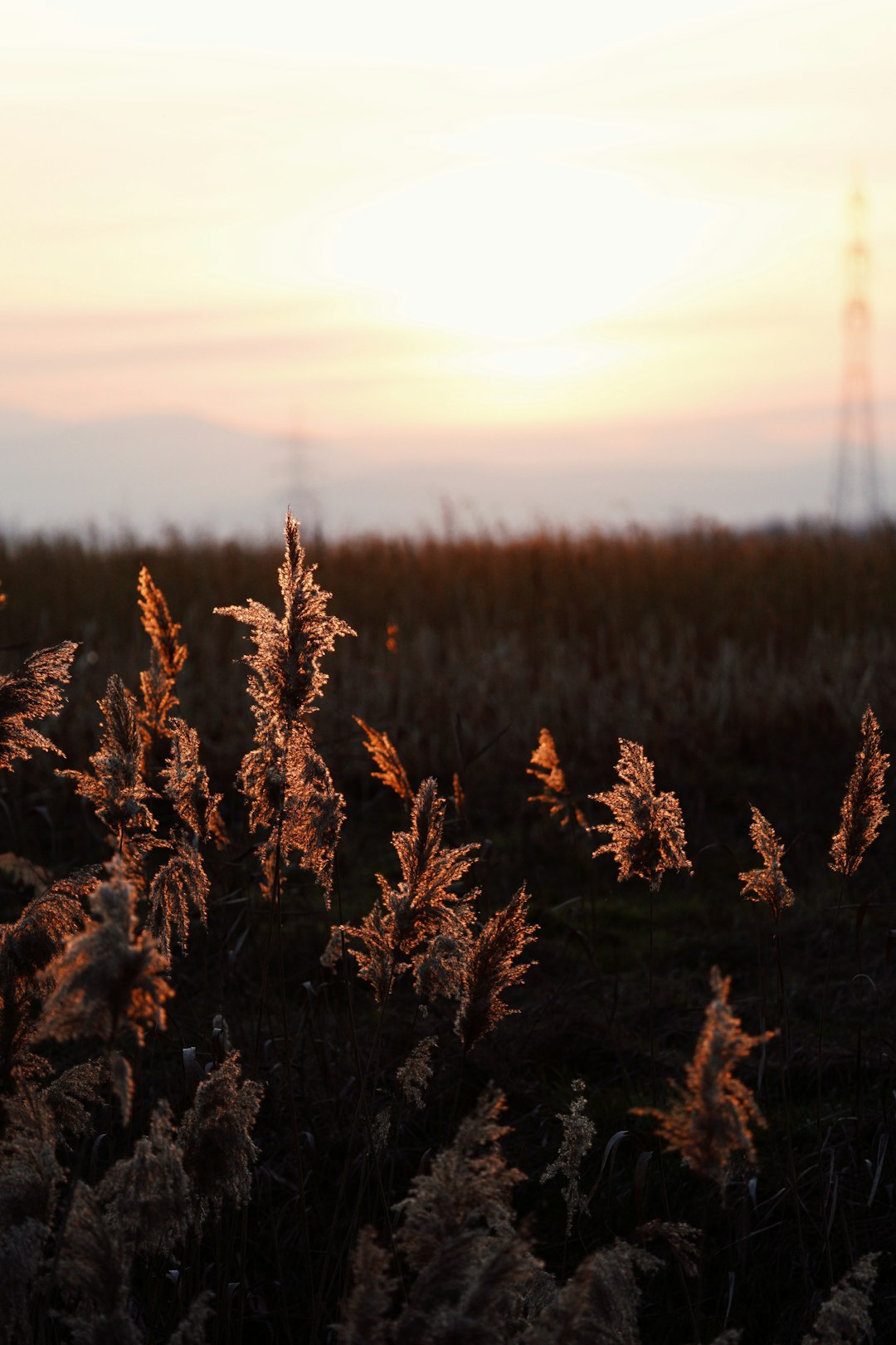 brown and green trees during sunset