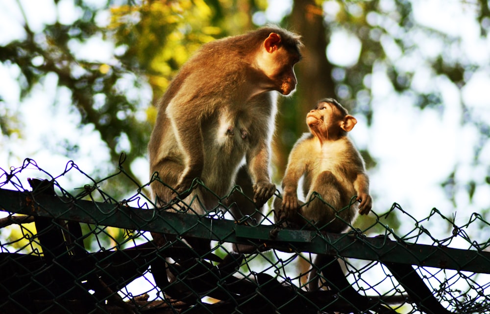 brown monkey on black metal fence during daytime