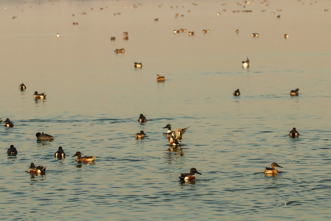birds on water during daytime