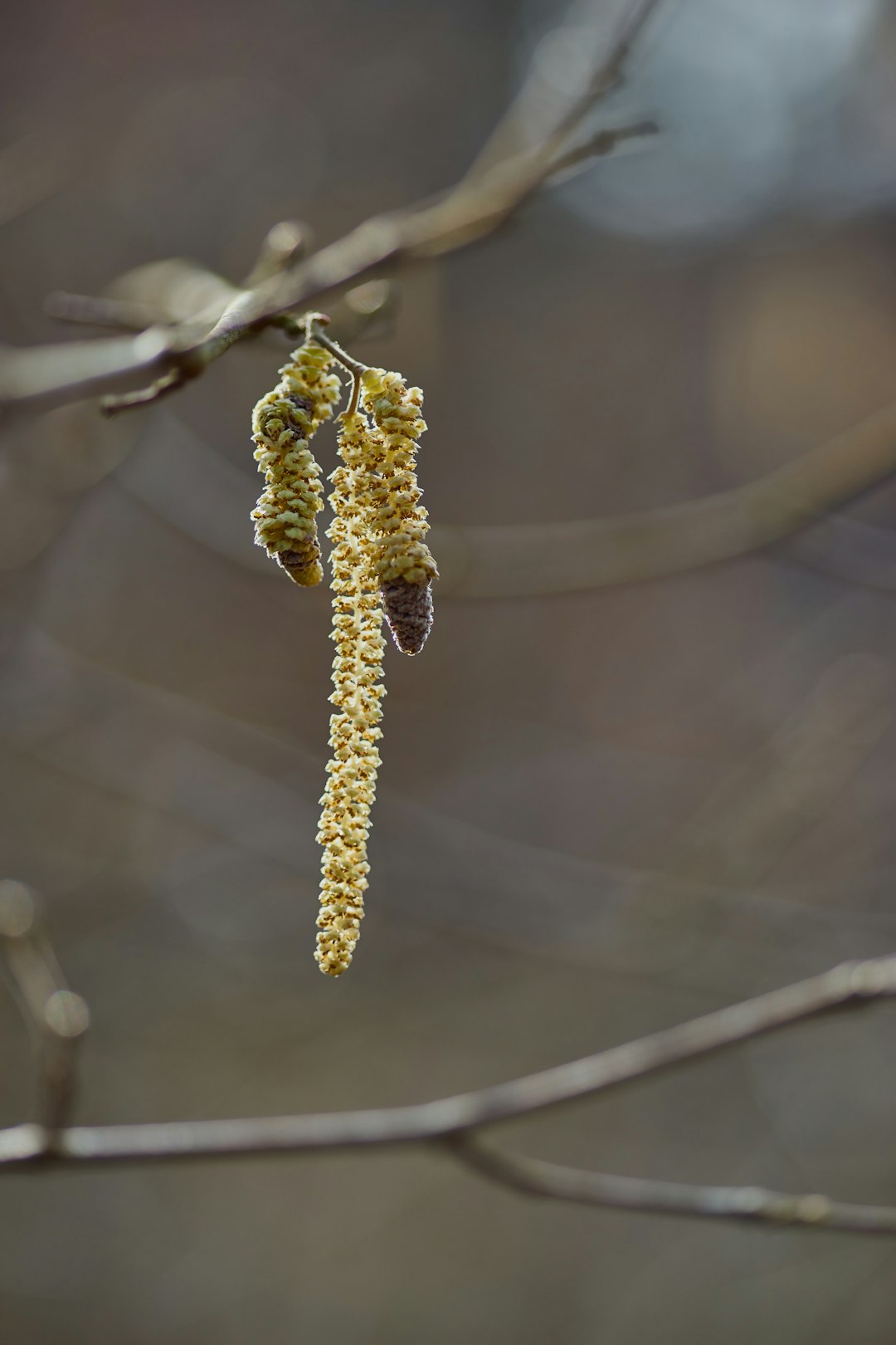 yellow and black caterpillar on brown stem in tilt shift lens