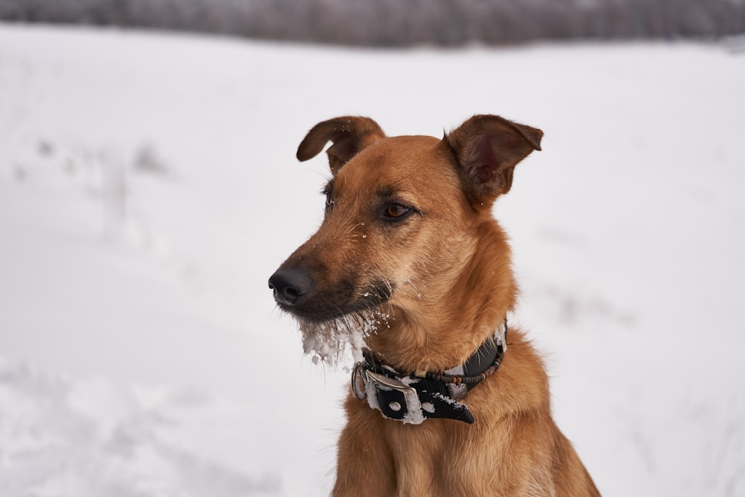 brown short coat medium dog on snow covered ground during daytime