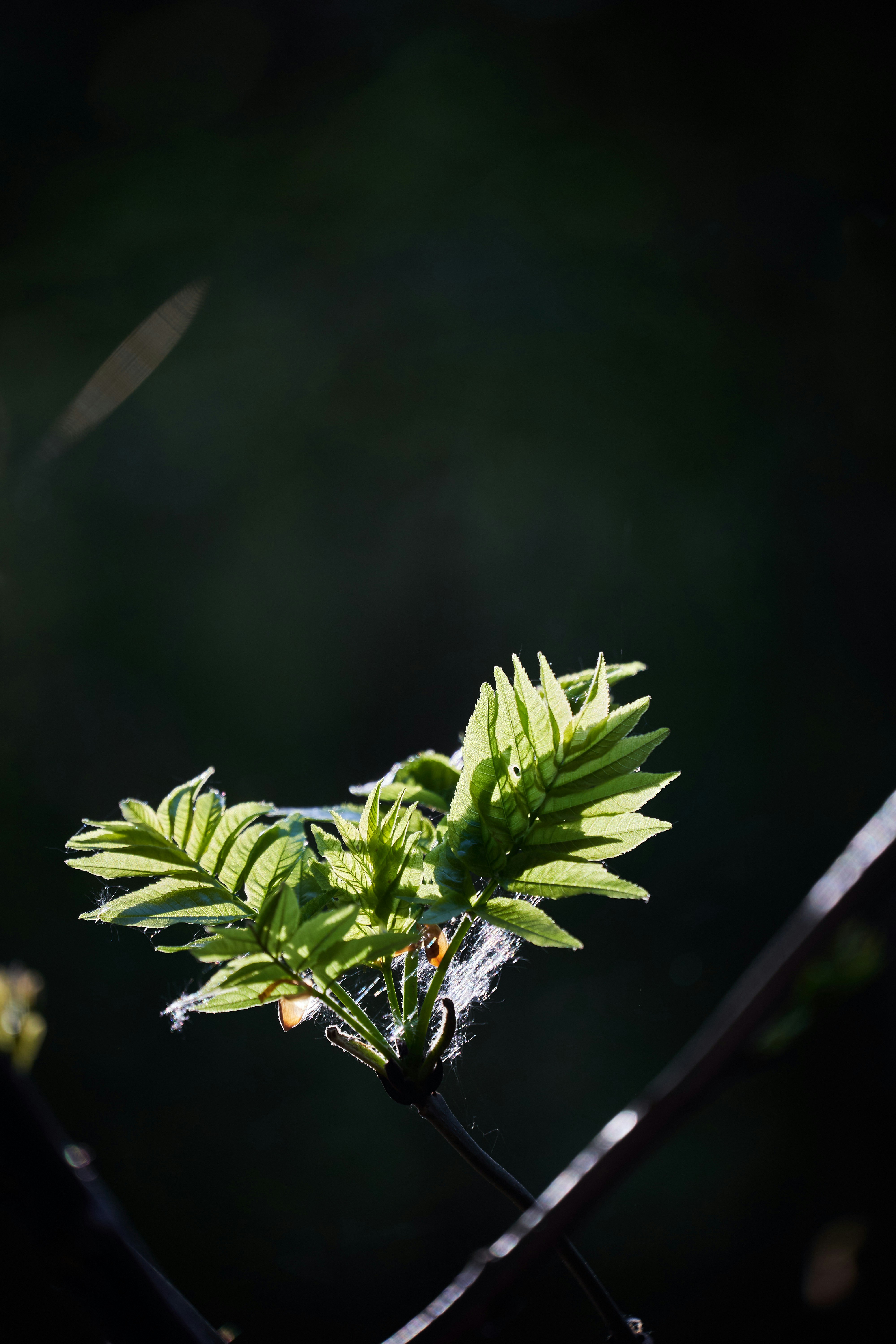 Photo by wolfgang_hasselmann