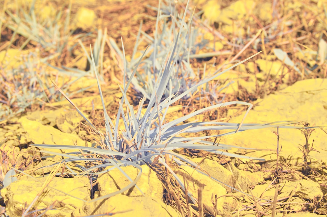 white and brown plant on brown sand