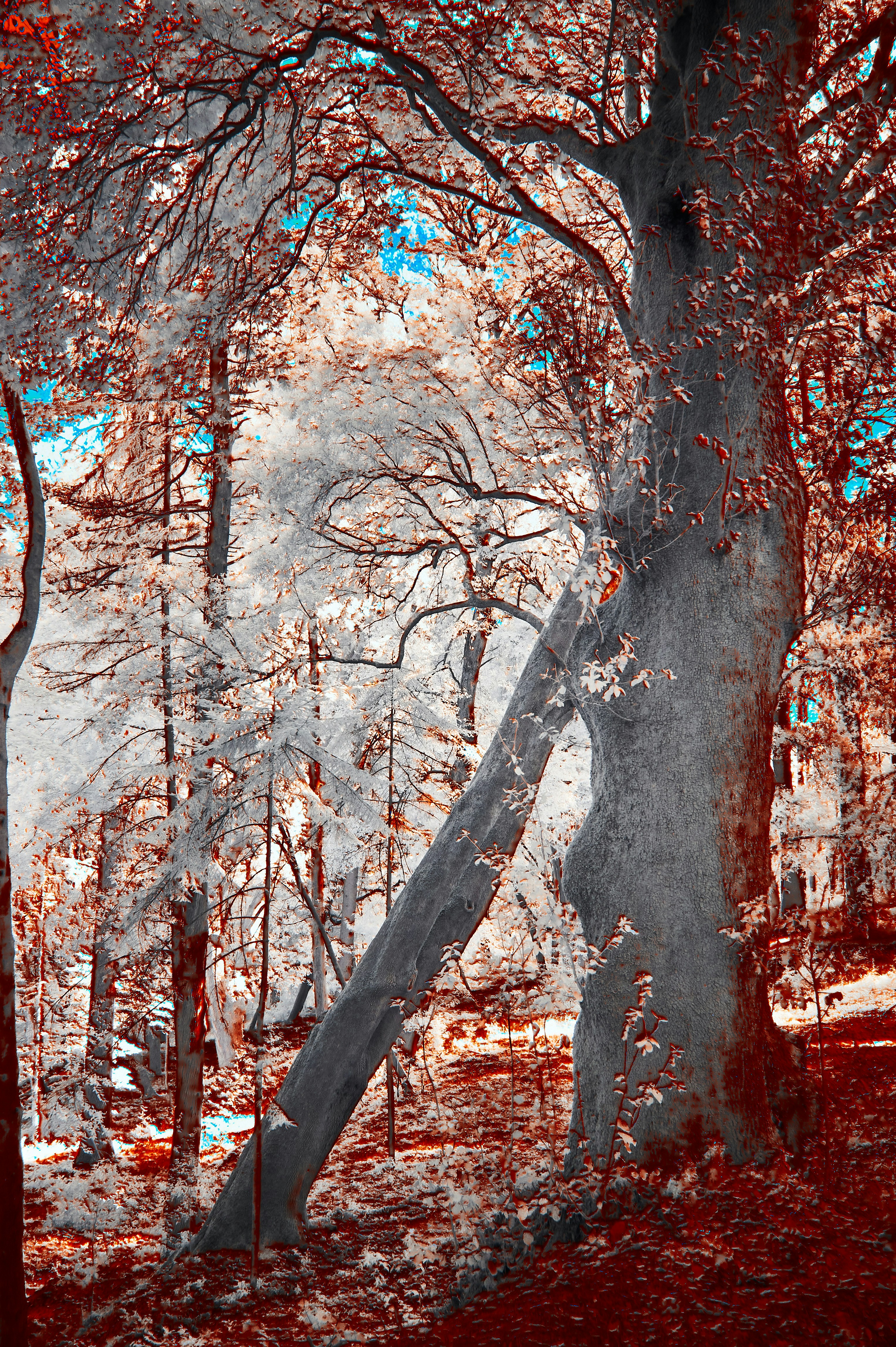 Photo by wolfgang_hasselmann