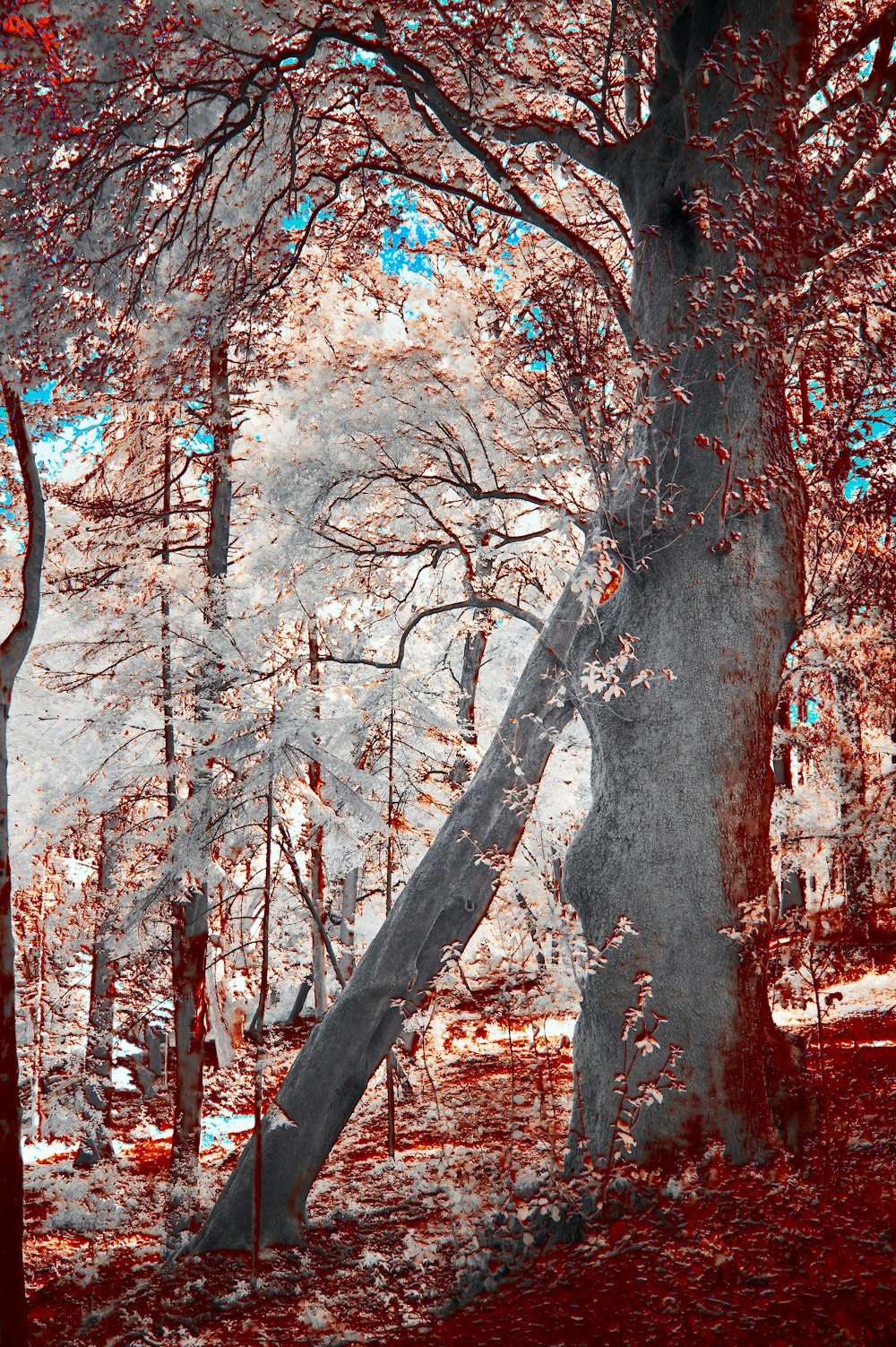 brown tree with red leaves