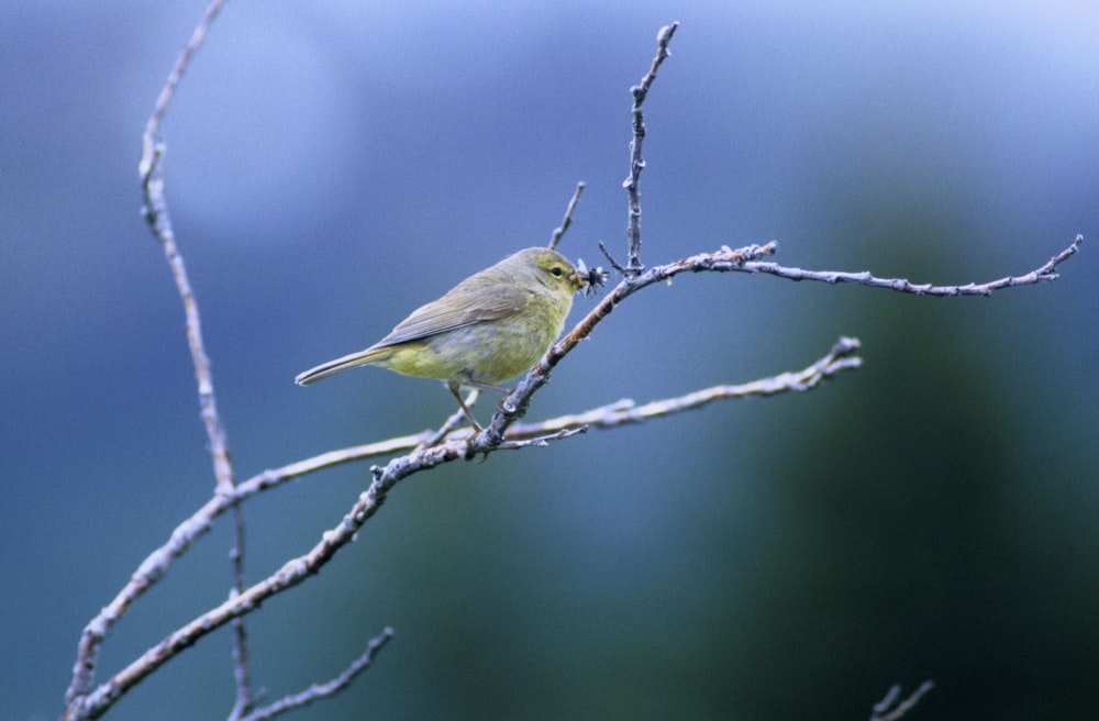 yellow bird perched on tree branch