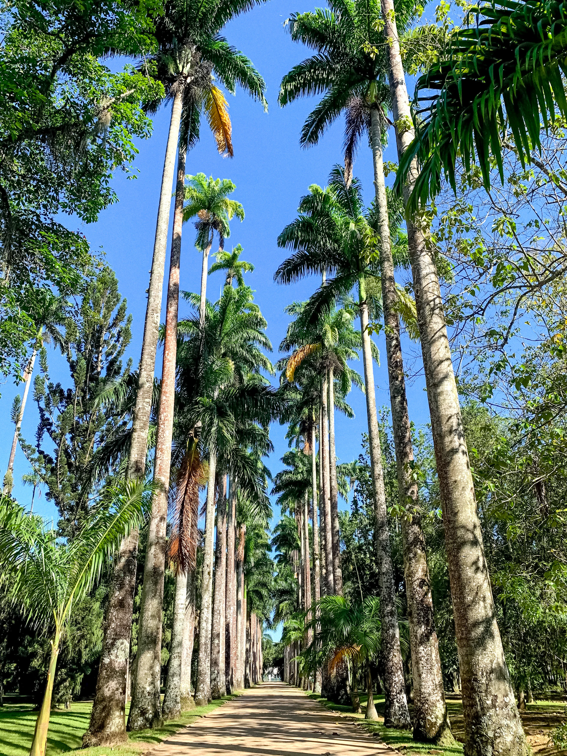 green coconut trees under blue sky during daytime