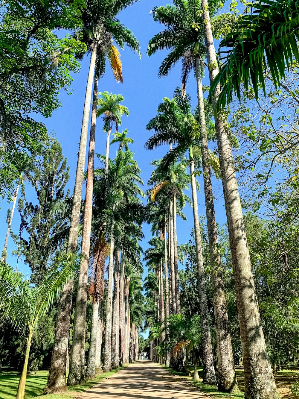 green coconut trees under blue sky during daytime