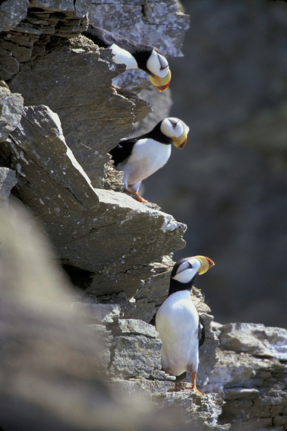 white and black birds on gray rock