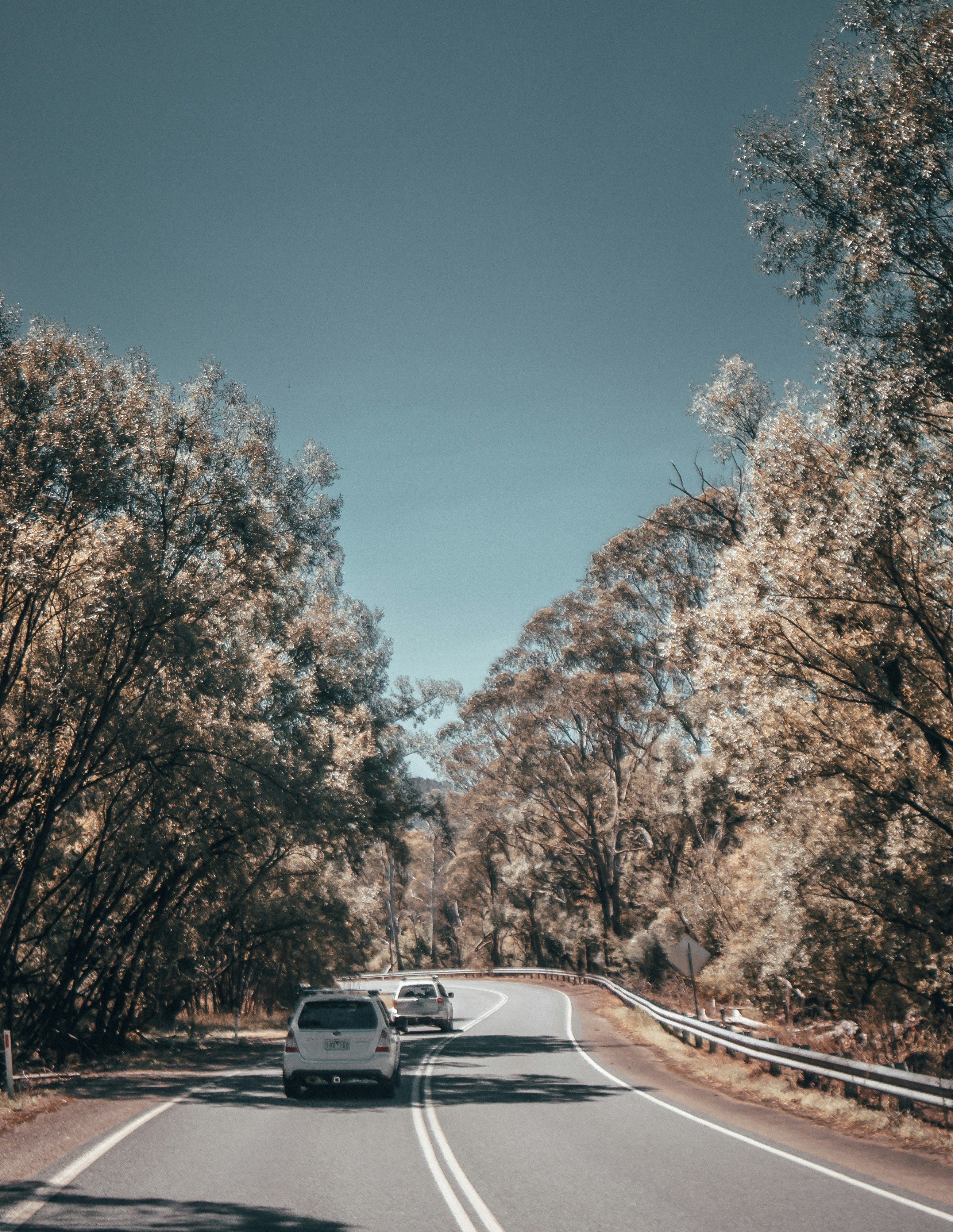 white car on road between trees during daytime