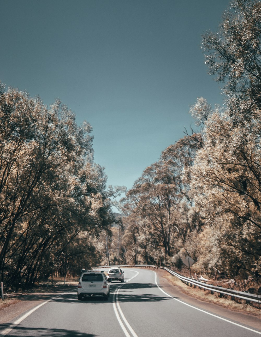 white car on road between trees during daytime