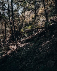 A rugged survival kit laid out on a forest floor with natural light filtering through trees.
