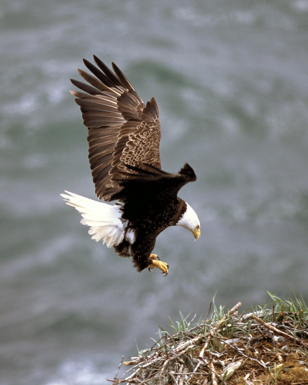 brown and white eagle flying over body of water during daytime