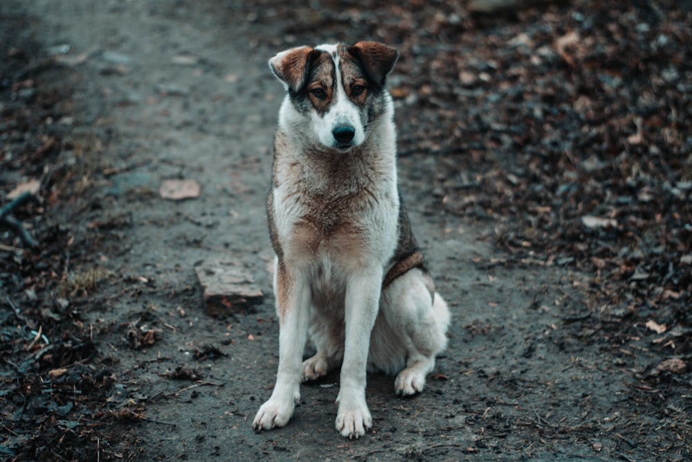 Un cane marrone e bianco seduto in cima a una strada sterrata