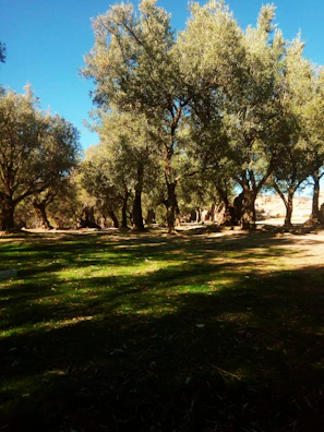 green trees on green grass field during daytime