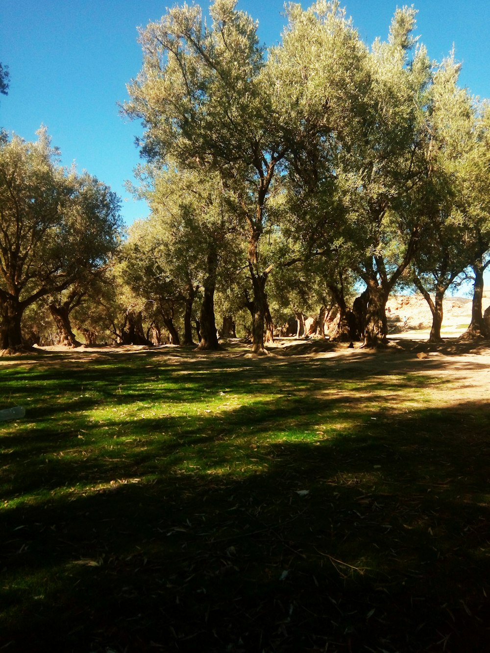 green trees on green grass field during daytime