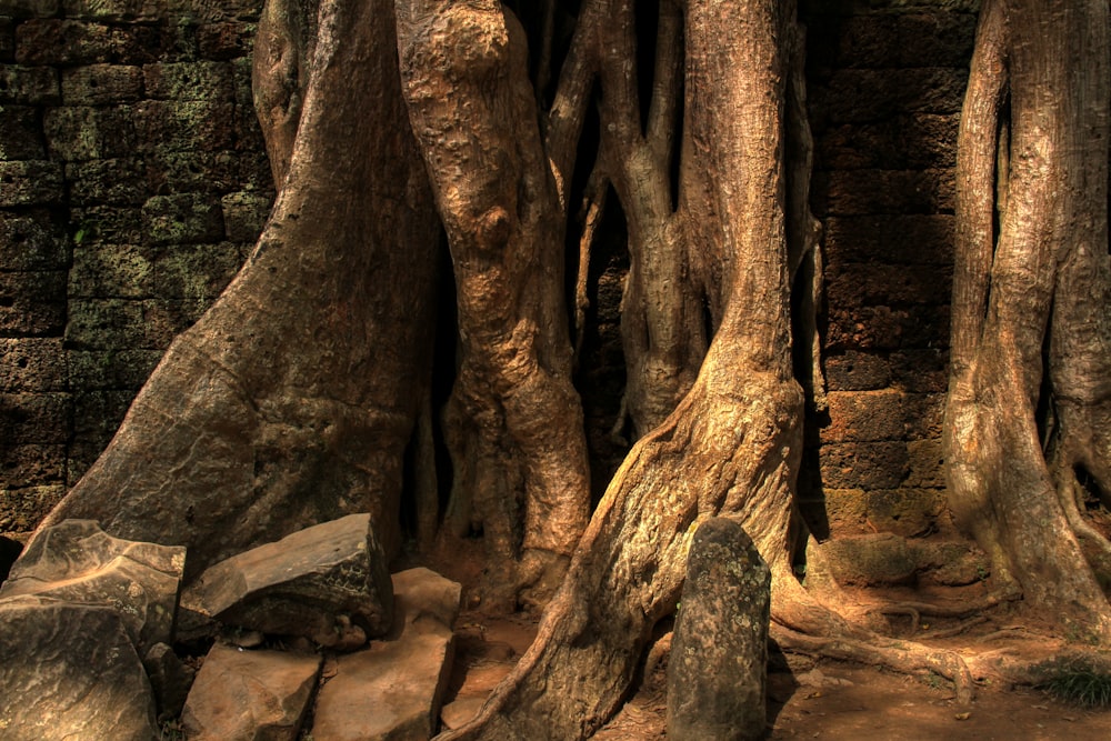 brown tree trunk on brown soil