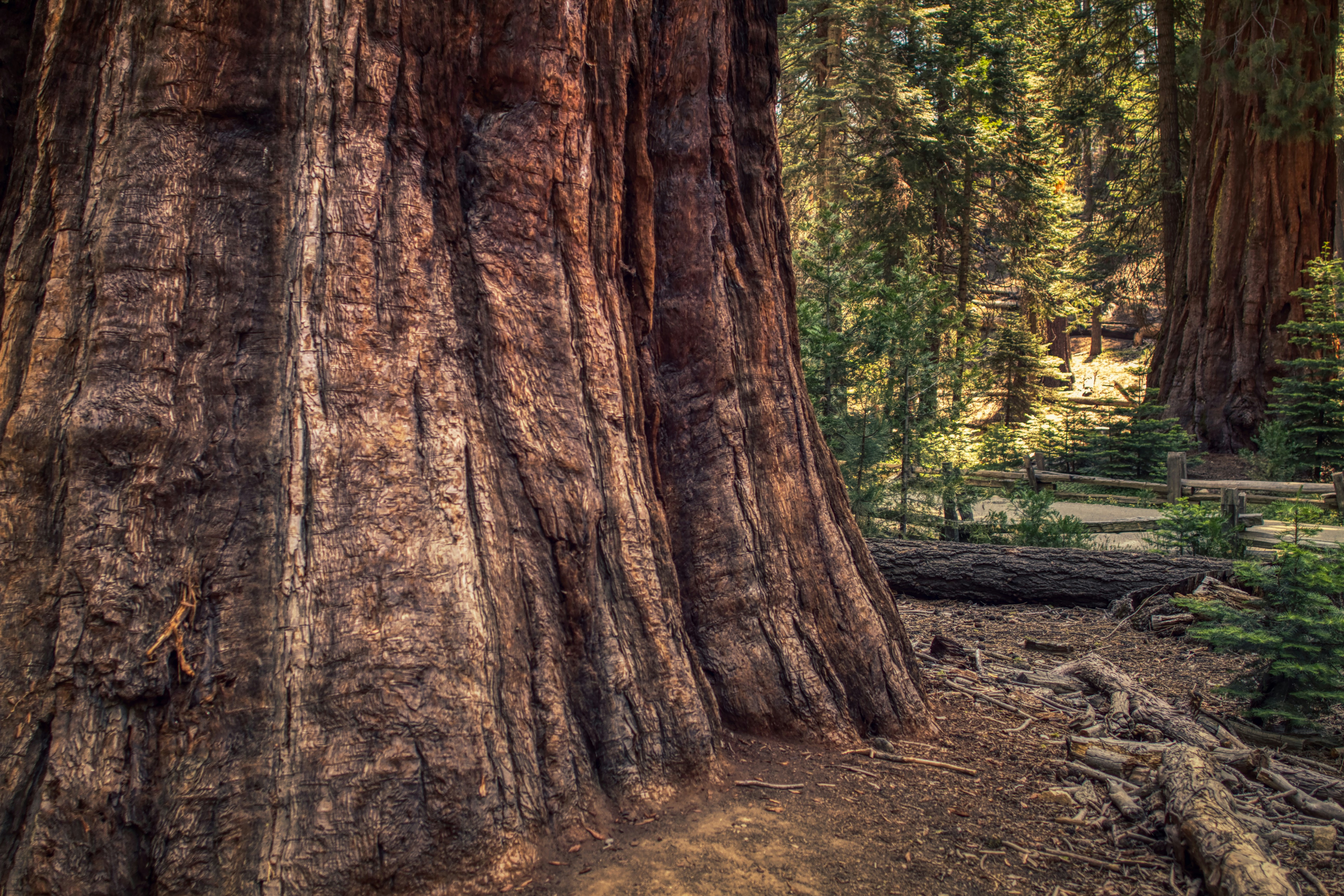 brown tree trunk during daytime, Sequoia