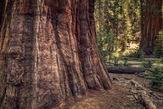 brown tree trunk during daytime