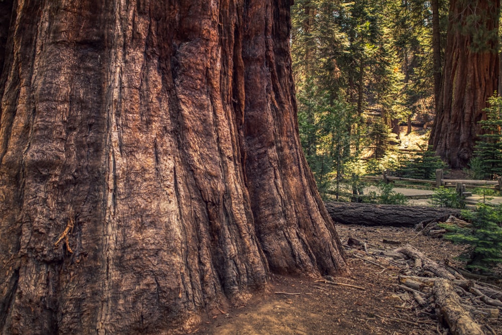 tronco d'albero marrone durante il giorno