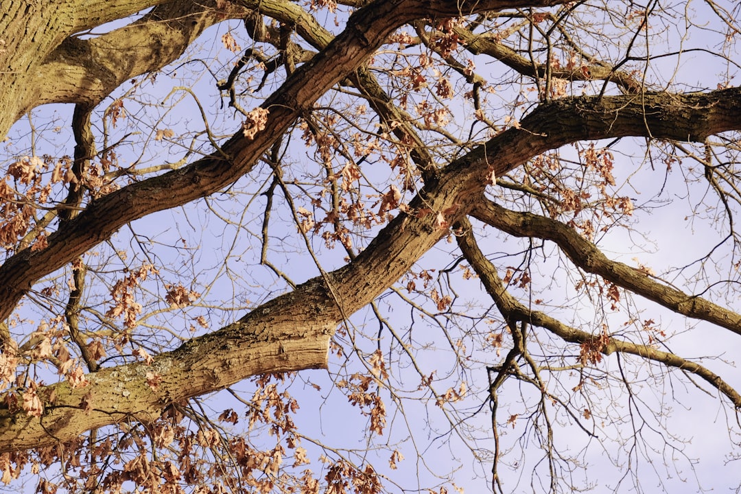 brown tree under blue sky during daytime