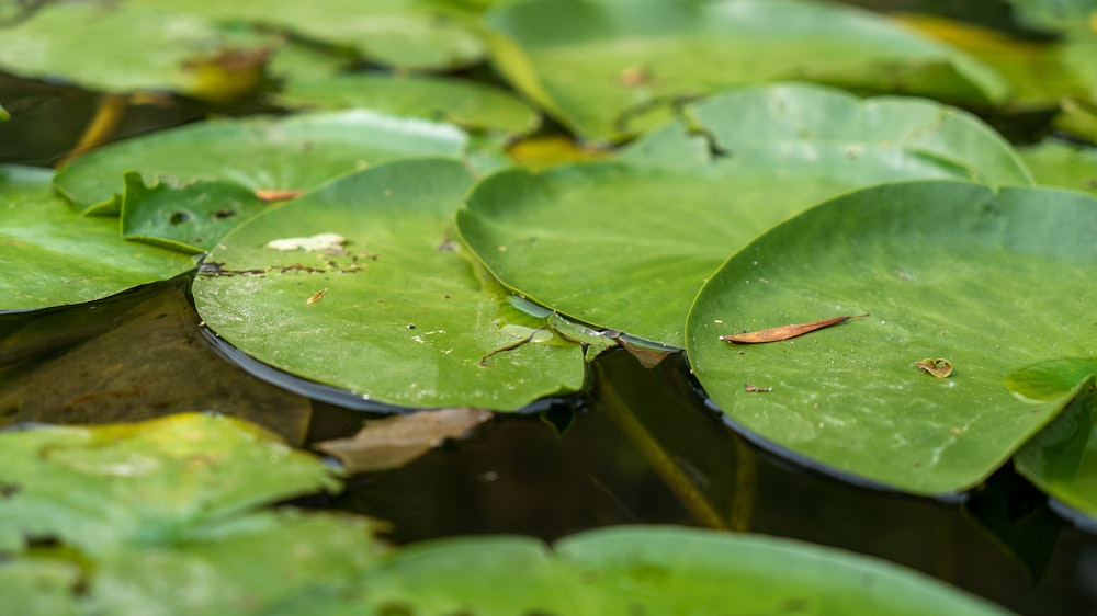 green water lilies on water