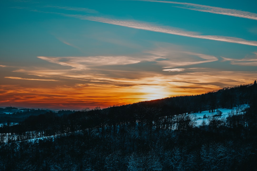 green trees under blue sky during sunset