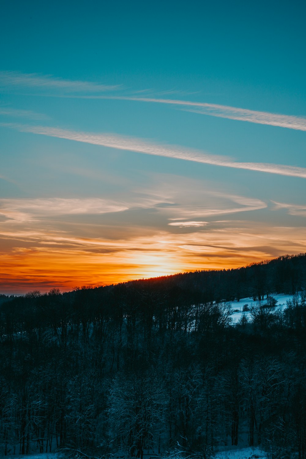 green trees under blue sky during sunset