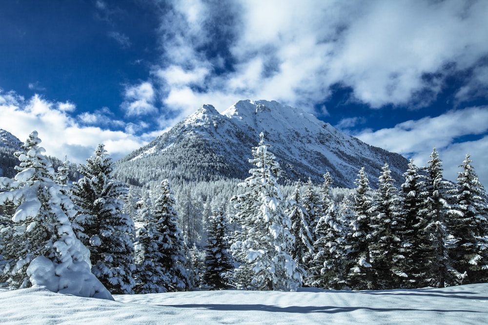 snow covered pine trees and mountain under blue sky and white clouds during daytime