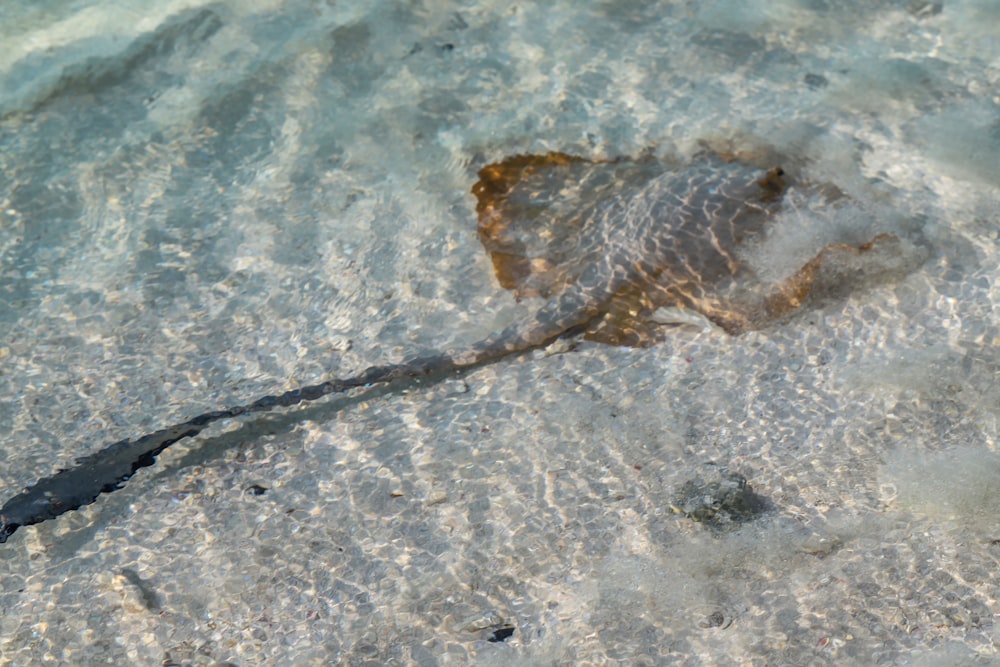 brown fish on body of water