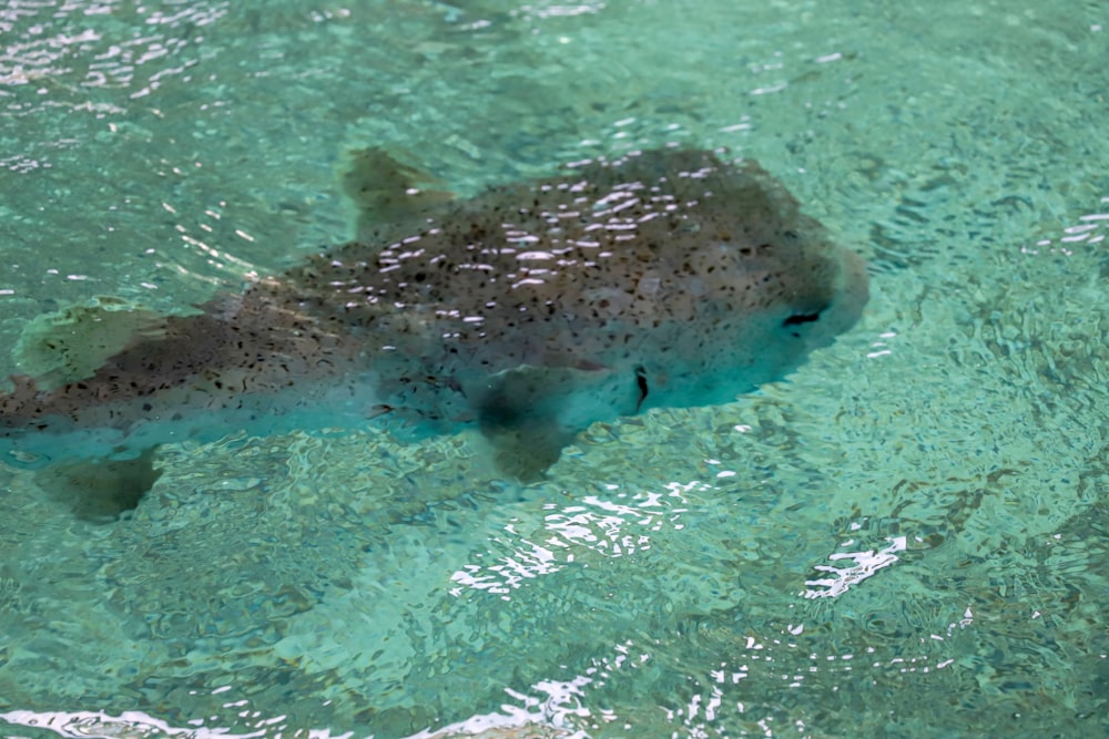 white and brown fish under water