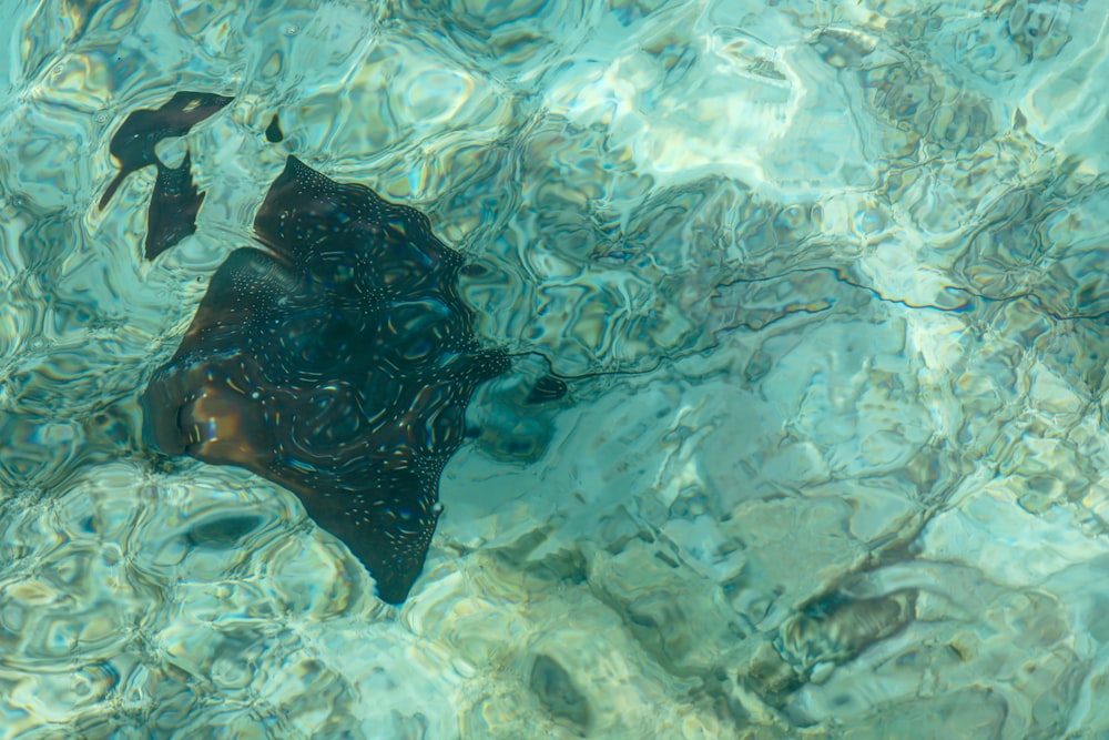 person in water during daytime